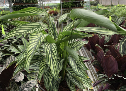 Calathea 'Vittata'