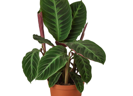 Calathea 'Warscewiczii' - 6" Pot
