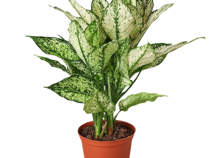 Chinese Evergreen 'First Diamond'