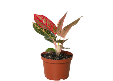 Chinese Evergreen 'Starburst'