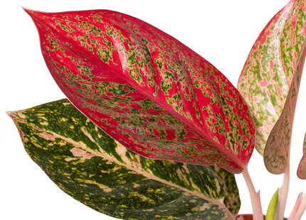 Chinese Evergreen 'Starburst'