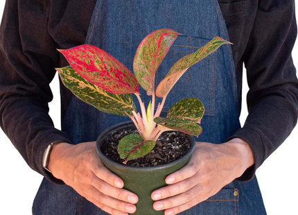 Chinese Evergreen 'Starburst'