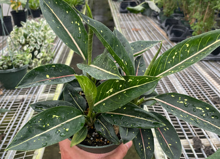 Chinese Evergreen 'Stars'
