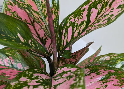 Chinese Evergreen 'Wishes'