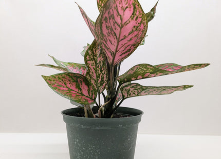 Chinese Evergreen 'Wishes'