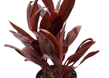 Cordyline 'Calypso Queen'