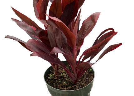 Cordyline 'Calypso Queen'