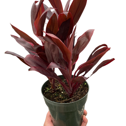 Cordyline 'Calypso Queen'