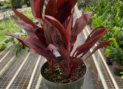 Cordyline 'Calypso Queen'