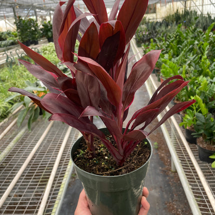 Cordyline 'Calypso Queen'