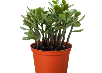 Succulent Crassula 'Jade'