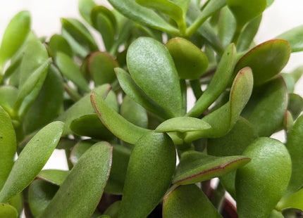 Succulent Crassula 'Jade'