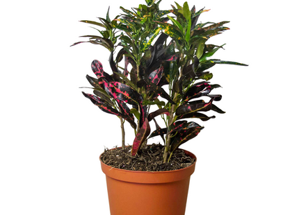 Croton 'Freckles'
