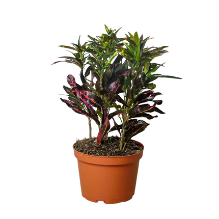 Croton 'Freckles' | Live Plant for Indoor & Outdoor | House Plant Decor