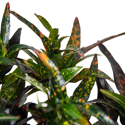 Croton 'Freckles' | Live Plant for Indoor & Outdoor | House Plant Decor