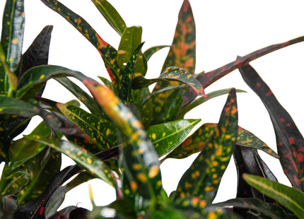 Croton 'Freckles'