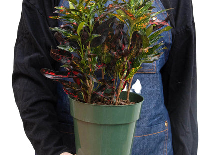 Croton 'Freckles'