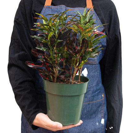Croton 'Freckles' | Live Plant for Indoor & Outdoor | House Plant Decor