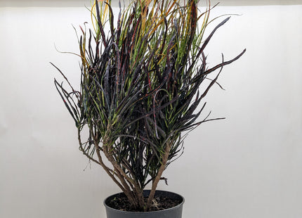 Croton 'Picasso'