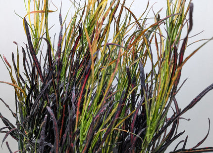 Croton 'Picasso'