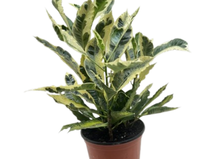 Croton 'Tamara'
