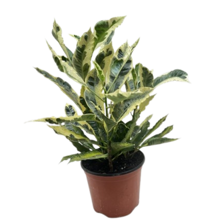 Croton 'Tamara'