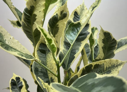 Croton 'Tamara'