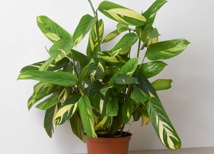 Ctenanthe Lubbersiana 'Bamburanta'