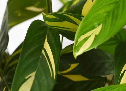 Ctenanthe Lubbersiana 'Bamburanta'