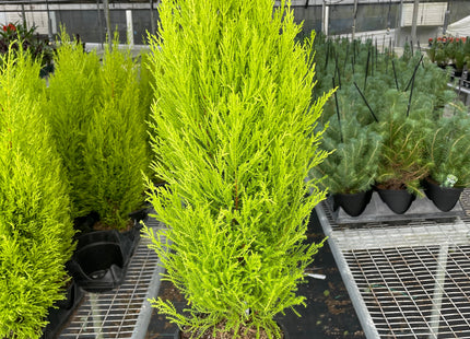 Cypress Lemon