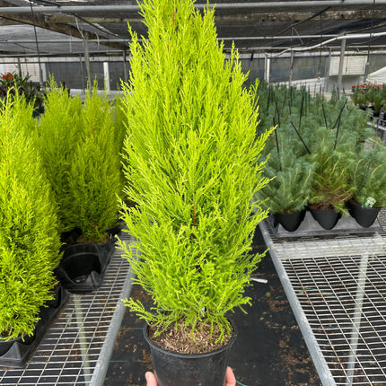 Cypress Lemon