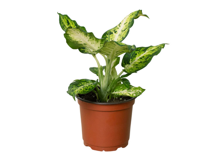 Dieffenbachia 'Amy'