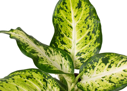 Dieffenbachia 'Amy'
