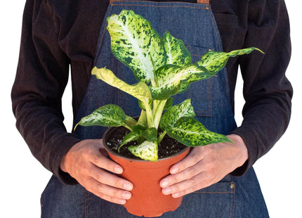 Dieffenbachia 'Amy'