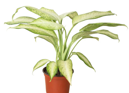 Dieffenbachia 'Camouflage'