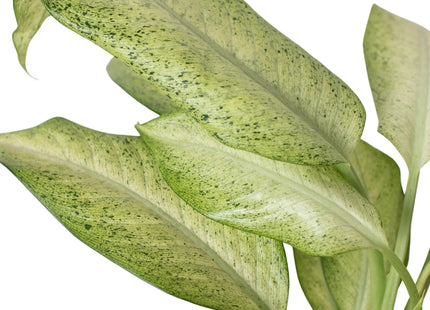 Dieffenbachia 'Camouflage'