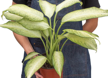 Dieffenbachia 'Camouflage'