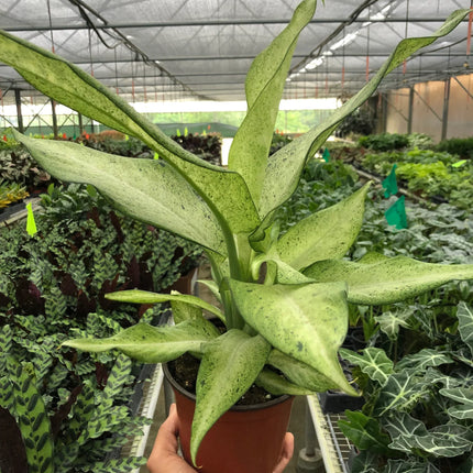 Dieffenbachia 'Camouflage'