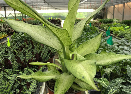 Dieffenbachia 'Camouflage'