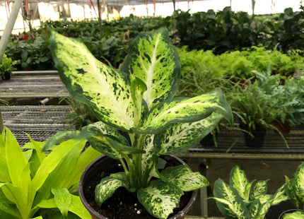 Dieffenbachia 'Amy'