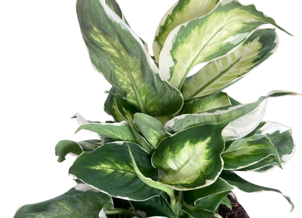 Dieffenbachia 'Cool Beauty'