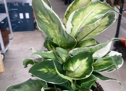 Dieffenbachia 'Cool Beauty'