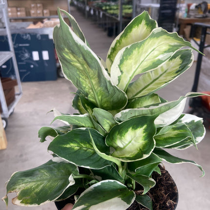 Dieffenbachia 'Cool Beauty'