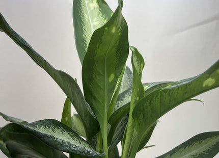 Dieffenbachia Panther