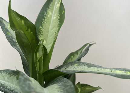 Dieffenbachia Panther