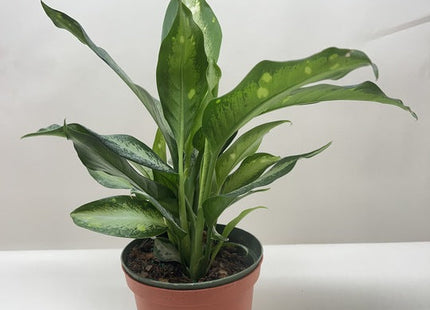 Dieffenbachia Panther
