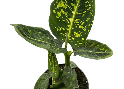 Dieffenbachia 'Reflector'