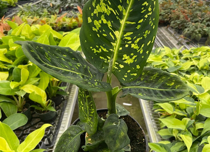 Dieffenbachia 'Reflector'