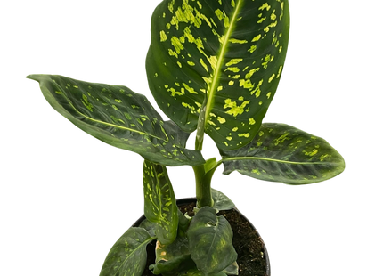 Dieffenbachia 'Reflector'