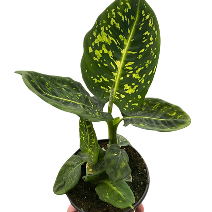 Dieffenbachia 'Reflector'